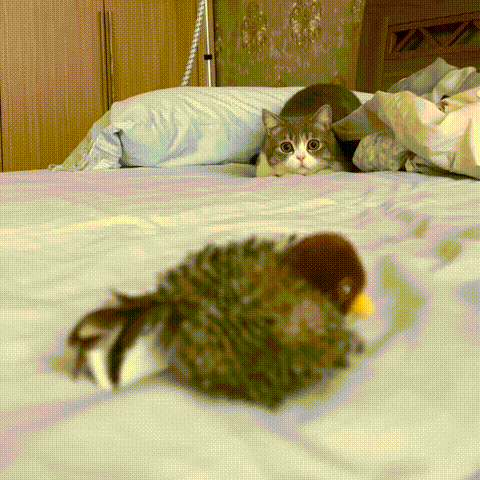 Chirping Chaser Bird